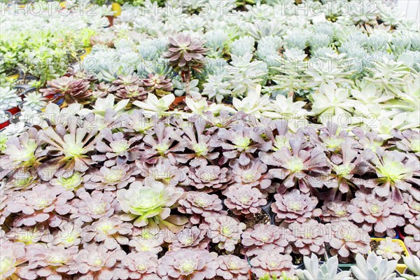 Various types of succulent in flower pots in the greenhouse. Closeup, selective focus