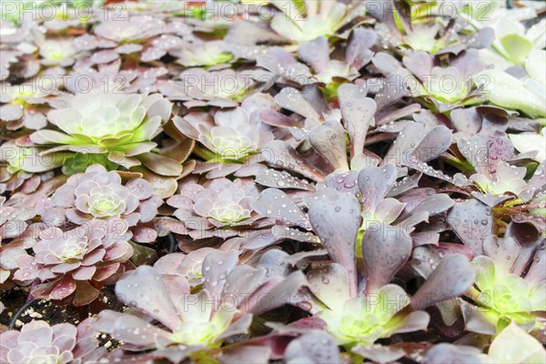 Small succulent plants background. greenhouse, top view, floral texture