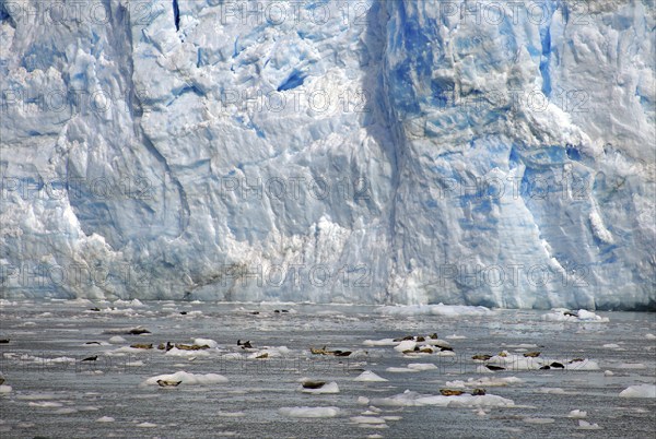 Seals against the background of a huge ice front, blue, Columbia Icefield, Valdez, Alaska, USA,