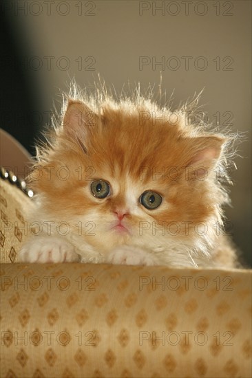 Persian cat, Long-haired cat, Backlight