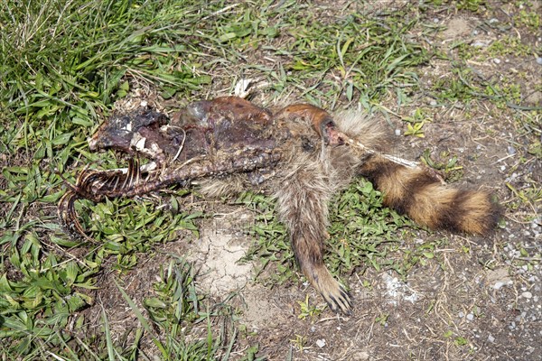 Van Wert, Ohio, The remains of a raccoon (Procyon lotor) along Slane Road in rural northwestern