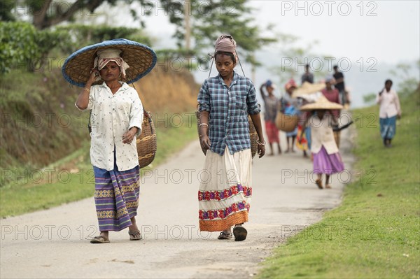 Bokakhat, India. 20 April 2024. Women tea pluckers returns after plucking tea leaves at a tea