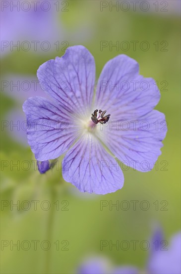 Caucasian cranesbill (Geranium ibericum), garden plant, North Rhine-Westphalia, Germany, Europe