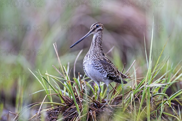Common snipe (Gallinago gallinago) Alluvial landscape, alluvial meadows, snipe bird, foraging on a