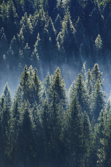 Fog and forest in Oberägeri in the canton of Zug, Switzerland, Europe