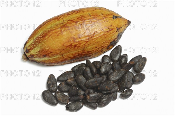 Cocoa tree (Theobroma cacao), halved cocoa fruit with cocoa beans