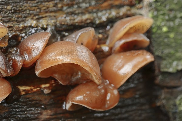 Judas ear or elder mushroom (Hirneola auricula-judae, Auricularia auricula-judae), North