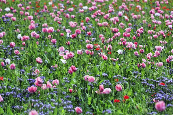 Opium poppy (Papaver somniferum), cultivation of edible poppy, poppy field, pink flowers and seed