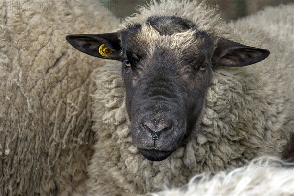 Male black-headed domestic sheep (Ovis aries), Rehna, Mecklenburg-Vorpommern, Germany, Europe