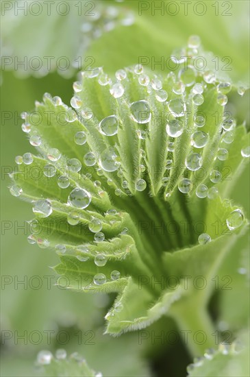 Garden lady's mantle (Alchemilla mollis), leaf with water droplets, North Rhine-Westphalia,