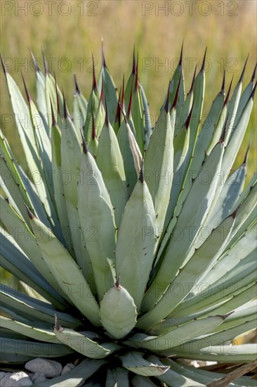 Agave macroacantha, Rhineland-Palatinate, Germany, Europe