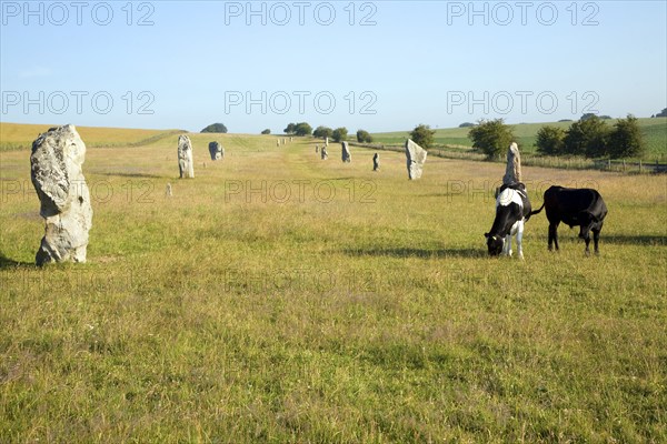 Standing stones of the West Kennet Avenue approaching Avebury, Wiltshire, England, United Kingdom,