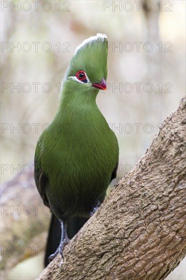 Helmturako, (Tauraco corythaix), Garden Route National Park, Wilderness Section, Wilderness,