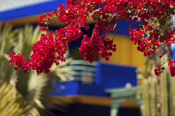 Majorelle Garden, botany, bougainvillea, flora, plant, botany, flower, tropical, climate,