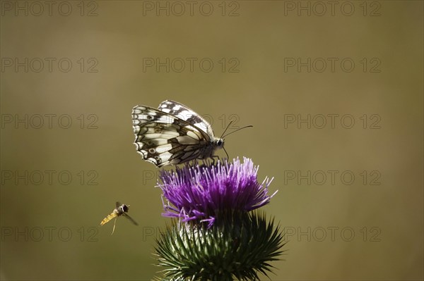 Marbled white (Melanargia galathea), July, Saxony-Anhalt, Germany, Europe