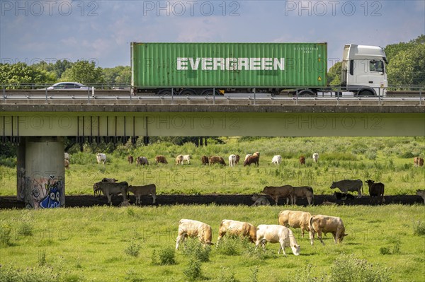 Container lorry on the A40 motorway, bridge over the Ruhr and Styrumer Ruhrauen, herd of cattle,