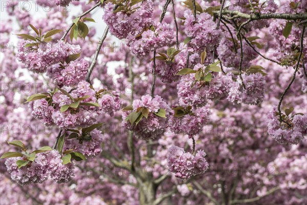 Japanese flowering cherry (Prunus serrulata Kanzan), Emsland, Lower Saxony, Germany, Europe