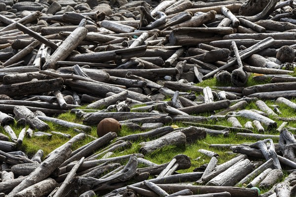 Driftwood, flotsam, Reykjarfjörður, Strandir, Árnes, Westfjords, Iceland, Europe