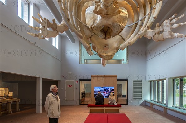 Skeleton of sperm whale Valentijn, Valentine in the NAVIGO Visserijmuseum, fishery museum at