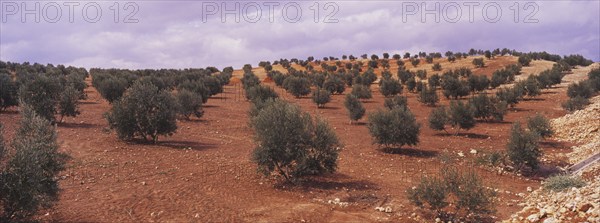 Landscape with Olive Groves in Granada Province, Andalusia, Spain, Southern Europe. Scanned slide,