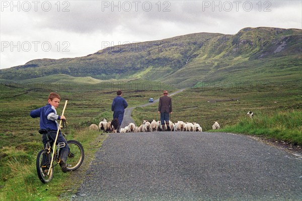 Sheep on the road, farmer, farmer, sons, boy, child, bicycle, dog, County Donegal, Republic of