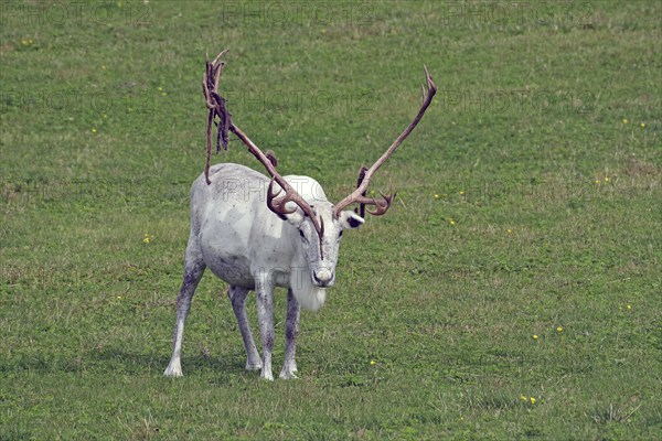 White reindeer with large antlers on a green meadow, Fjällnas, Jämtland, Sweden, Europe