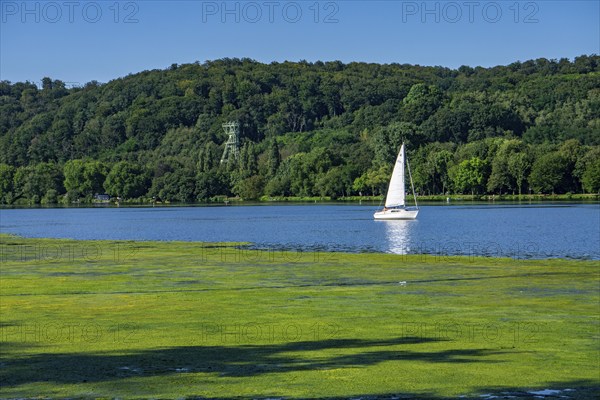 Waterweed, Elodea, an invasive species, green carpet of plants on Lake Baldeney in Essen, the