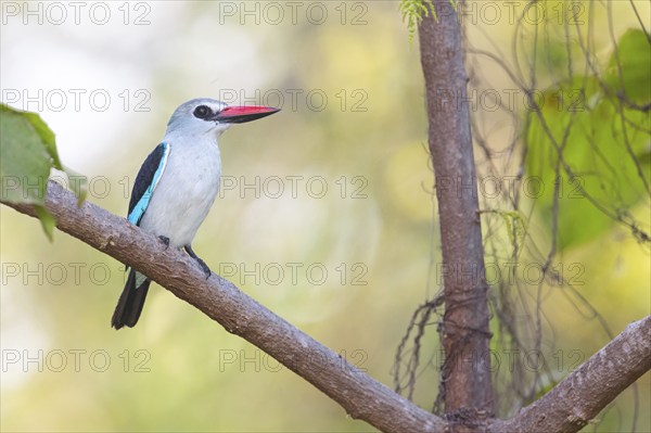 Woodland kingfisher (Halcyon senegalensis), Janjabureh boat trip, Janjabureh, South Bank, Gambia,