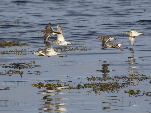 Purple sandpiper (Calidris maritima), and Dunlin (Calidris alpina), flock flying along the Arctic