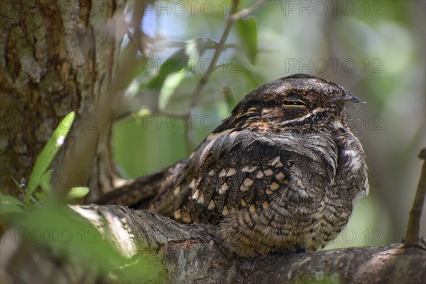 Very rarely seen Little Nightjar (Setopagis parvula), spends the day sleeping in the bushes,