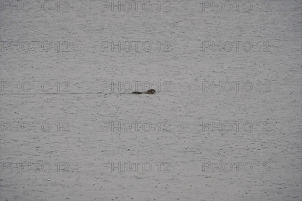 Nutria in a lake, March, Saxony, Germany, Europe