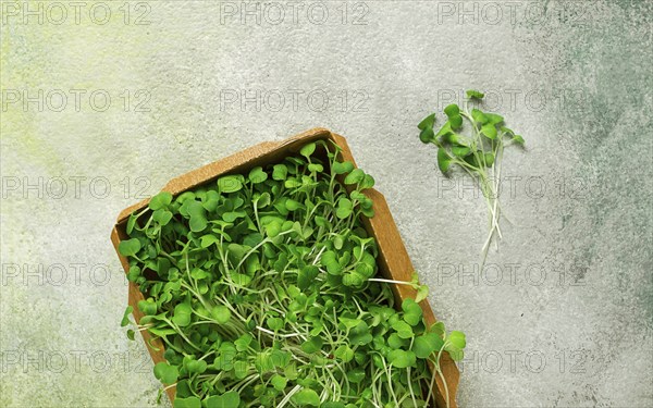 Fresh micro-greenery, in a paper container, top view, no people