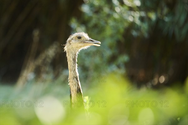 Greater rhea (Rhea americana), portrait, captive, distribution Africa