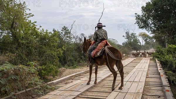 Pantanal Gaucho, MS-184, Nhecolandia, Corumba, MS, Brazil, South America