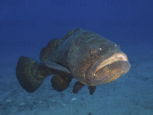 A large grouper, Atlantic goliath grouper Epinephelus itajara, swims alone across the sandy seabed.