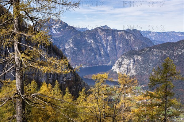View from the slopes of the Dachstein mountains to Lake Hallstatt. Yellow larches. Autumn, good