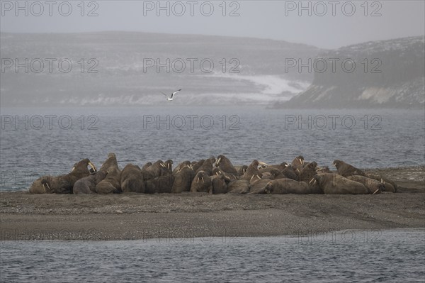 Walrus (Odobenus rosmarus), walrus, Ardneset headland, Svalbard and Jan Mayen archipelago, Norway,