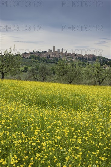 San Gimignano, Tuscany, Italy, Europe