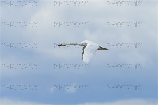 Swan (Cygnus) in flight in a cloudy sky, Lake Neusiedl National Park, Burgenland, Austria, Europe