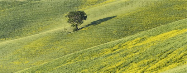 Mulberry tree (Morus) in a field with flowering yellow broom (Genista tinctoria), Tuscany, Italy,