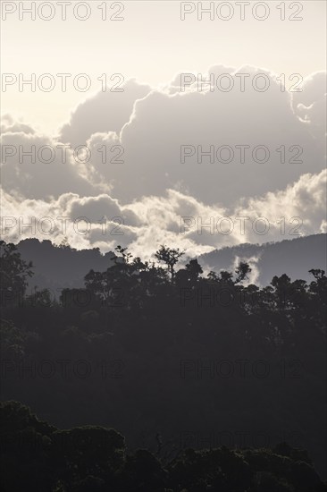 Clouds over cloud forest, mountain rainforest, Parque Nacional Los Quetzales, Costa Rica, Central