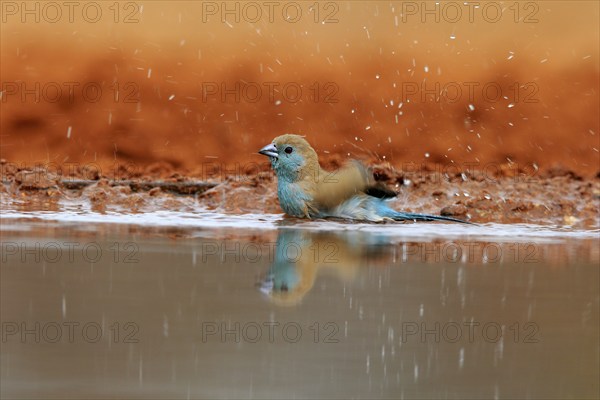 Angolan butterfly finch (Uraeginthus angolensis), blue-eared butterfly finch, adult, at the water,