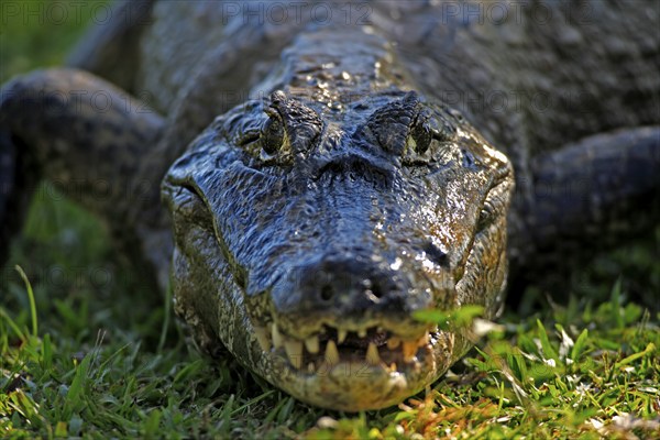 Spectacled caiman (Caiman yacare), adult, on land, portrait, Pantanal, Brazil, South America