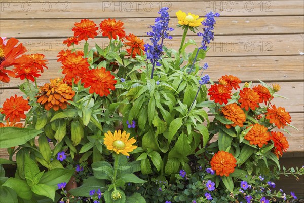 Close-up of orange Zinnia, yellow Rudbeckia hirta, Coneflower and Bacopa, Water Hyssop growing in