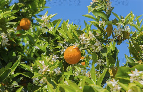 Orange surrounded by white blossoms on a branch in front of a bright blue sky, orange trees near