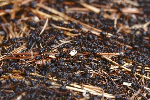 Black garden ant, October, Saxony, Germany, Europe