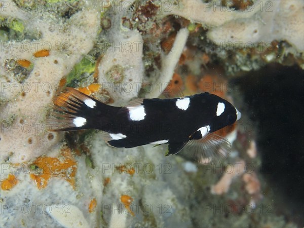 A black-and-white fish with spots, armpit pigmy wrasse (Bodianus axillaris) juvenile, near sea