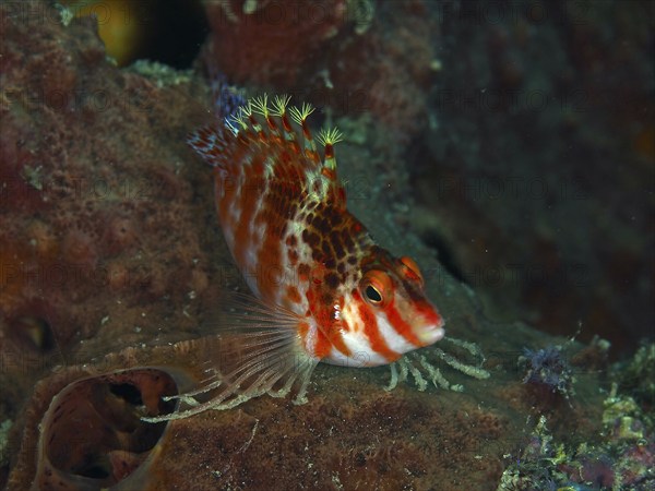 Close-up of Dwarf Hawkfish (Cirrhitichthys falco) with filigree appearance, dive site Spice Reef,