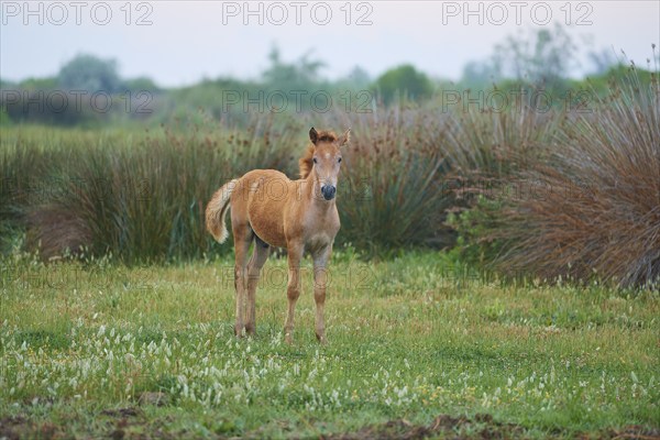 Camargue horse foal stands on the meadow and looks into the camera, Summer, Camargue, France,