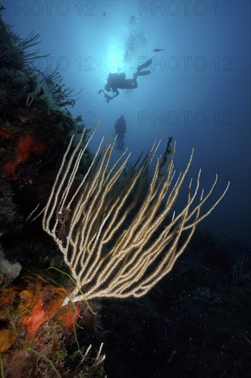 Diver hovering over a coral reef with white gorgonian (Eunicella singularis) in deep water. Dive